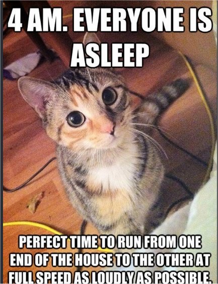 4am caturday majorgeeks.jpg